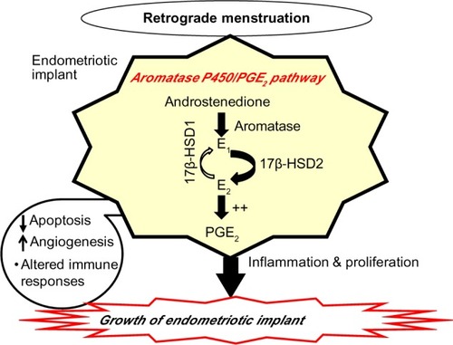 Figure 2 Aromatase P450 and pathophysiology of endometriosis.