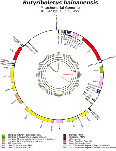 Figure 2. The mitochondrial genome map of Butyriboletus hainanensis. Genes shown outside and inside the outer circle are transcribed in counterclockwise and clockwise directions, respectively. The inner circles represent the genome scale, GC content and distributions of short tandem repeats, long tandem repeats and the dispersed repeats, respectively. The colored parabolas in the center circle represent the dispersed repeats.