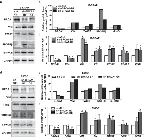 Figure 4. Knockdown of BRCA1 in human thyroid cancer cells promotes EMT and dedifferentiation. B-CPAP (a, b, c) and 8505C (d, e, f) cells infected with pGIPZ-sh-Control (sh-Ctrl) or pGIPZ-sh-BRCA1 targeting different sequences of human BRCA1 (sh-BRCA1-G6 and sh-BRCA1-B7) were analyzed by Western blot (a, d) or qRT-PCR (c, f). * p < 0.05 between the sh-Ctrl group and sh-BRCA1-G6 group, or between the sh-Ctrl group and sh-BRCA1-B7 group. (b, e) The protein levels of each lane in (a) and (d) were quantified, respectively, by Image-Pro Plus 6.0 and normalized by that of GAPDH.