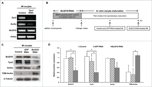 Figure 3. Bcl2l10 regulates the expression of Tpx2, Aurka, and phosphorylated Aurka. (A) Tpx2 RNAi treatment resulted in specific suppression of Tpx2 mRNA expression. In addition, Aurka mRNA was decreased by Tpx2 RNAi. Oocyte-specific H1foo was used as an internal control. (B) Experimental design for Bcl2l10 RNAi experiment. After oocytes were microinjected with Bcl2l10 dsRNA, intact GV oocytes were incubated for 8 h in IBMX-supplemented M16 medium for Bcl2l10 degradation followed by further culture for 16 h in plain M16 medium for in vitro oocyte maturation. Because Bcl2l10 RNAi oocytes were arrested at the MI stage, oocytes of each group were collected at the indicated time points for MI and used for Western blot analysis. (C, D) Tpx2 and Aurka protein expression decreased, whereas T288-Aurka increased after Bcl2l10 RNAi treatment. The lysate of 200 oocytes was loaded in each lane. α-Tubulin was used as a loading control. The experiment was performed 3 times, and the data are presented as the mean ± SEM. Asterisks indicate statistical significance at p < 0.05. Control: non-injected MI oocytes; GFP RNAi: normal MI oocytes after GFP RNAi was used as non-targeting control for RNAi experiments; Bcl2l10 RNAi: MI-arrested oocytes after Bcl2l10 RNAi treatment.