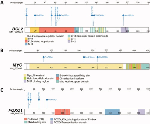 Figure 2. Genetic profiling of BCL2, MYC and FOXO1 genes. (A) BCL2 protein diagram, domain annotations and the position of the nine detected missense mutations; 85.7% of patients carried BCL2 mutations. Bcl-2 homology 1, 2, 3 and 4 domains (BH1, BH2, BH3 and BH4). (B) MYC protein diagram, domain annotations and site of the three found somatic variants (42.9% of patients). (C) FOXO1 protein diagram, domain annotations and site of the four found somatic variants.