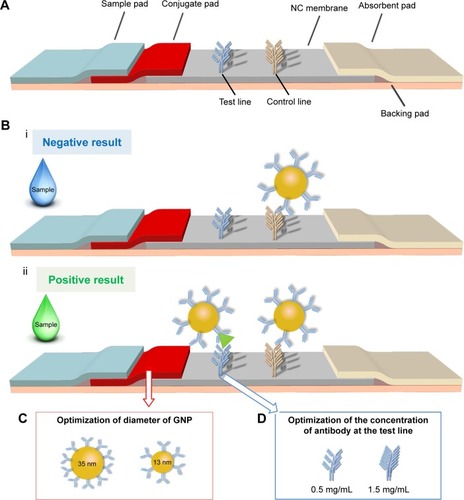 Figure 1 The schematic of the optimized LFIA for BNP detection.Notes: (A) The structure of previous LFA is adjusted by adding a conjugate pad to form a new type of LFIA. (B) The negative result (i) and positive result (ii) show the principle of the LFIA. (C) The diameter of GNP is adjusted from 13±3 to 35±3 nm. (D) The concentration of test line is adjusted from 0.5 to 1.5 mg/mL.Abbreviations: GNP, gold nanoparticle; BNP, brain natriuretic peptide; LFA, lateral flow assay; LFIA, lateral flow immunoassay; NC, nitrocellulose.