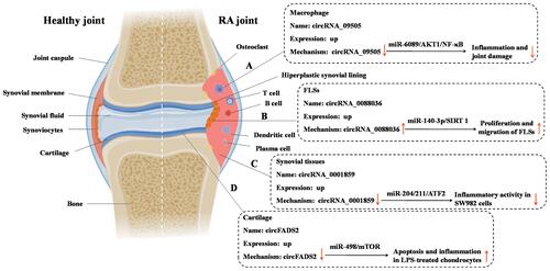 Figure 2 The role and possible mechanism of circRNAs in macrophage, cartilage tissues, synovial tissues, and fibroblast-like synoviocytes (FLSs) in RA. (A) circRNA_09505 regulated macrophage inflammation by functioning as a ceRNA for miR-6089 through AKT1/NF-κB signaling pathway; (B) circ_0088036 promoted RA progression by sponging miR-140-3p and upregulating SIRT 1 expression; (C) knockdown of circ_0001859 upregulated the expression of miR-204/211 and subsequently strengthen the inhibition of its target, ATF2, to suppress its function, and eventually promote inﬂammation in SW982 cells; (D) circFADS2 protected LPS-treated chondrocytes from apoptosis and inflammation acting as an interceptor of the miR-498/mTOR cross-talking.