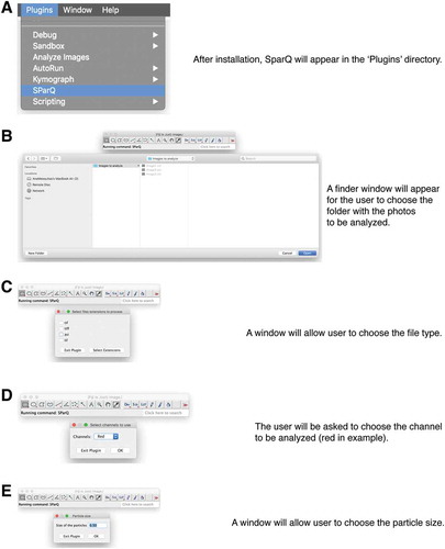 Figure 2. Flow chart part 1. Upon launching the SParQ plug-in (A), the user is prompted to navigate to the image folder (B), to select the file format (C), the channel (D) and the particle size (E) to be analyzed.
