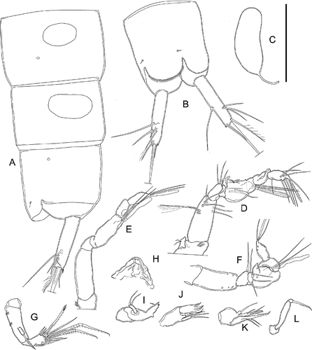 Figure 2. Kinnecaris xanthi sp. nov. A, male, fourth and fifth urosomites, anal somite, anal operculum and caudal ramus, lateral view. B, male, anal somite, anal operculum and caudal rami, dorsal view. C, male, spermatophore. D, male, rostrum and antennule, dorsal view. E, male, antennule, outer view, schematic, main armature omitted. F, male, antennule, ventral view (armature partly omitted, insertion point of setae marked by circles). G, male, antenna. H, male, labrum. I, male, mandible. J, male, maxillule. K, male, maxilla. L, male, maxilliped. Scale bar: 50 µm.
