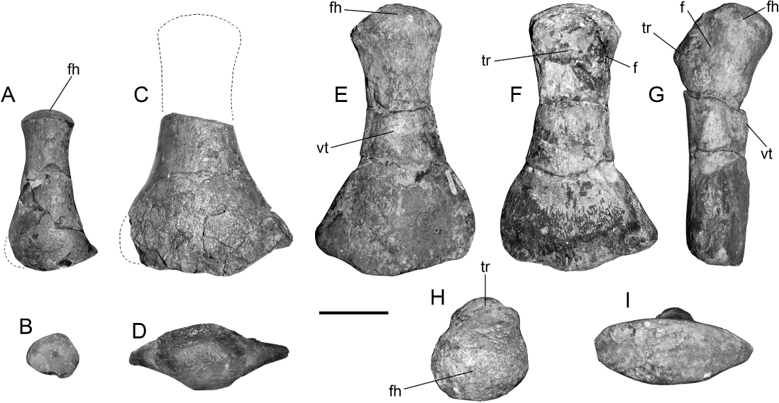 Figure 4 Ontogenetic comparison of the right femur in Aristonectes quiriquinensis. A, Right femur of the juvenile specimen SGO.PV.260 in ventral view. B, Cross-section of the diaphysis. C, Distal portion of the adult holotype SGO.PV.957. D, Cross-section view of the diaphysis. Aristonectes quiriquinensis. SGO.PV.135, previously referred to Mauisaurus sp. by Otero et al. (Citation2010). E, Left femur in ventral view. F, Same in dorsal view. G, Anterior view. H, Proximal view. I, Distal view. Scale bar equals 100 mm.