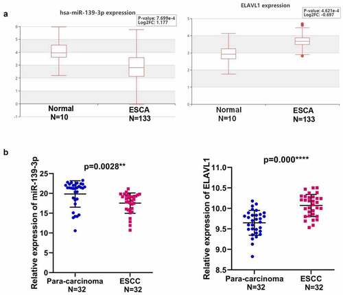 Figure 5. Expression of miR-139-3p and ELAVL1 in ESCC. (a). The expression level of has-miR-139-3p and ELAVL1 in the ESCA (Esophageal Carcinoma) tissues compared with the normal tissues using HCMDB datasets. (b). The relative expression of miR-139-3p and ELAVL1 in 32 paired ESCC tissues and adjacent para-carcinoma tissues obtained from ESCC patients was checked by RT-qPCR. **p < 0.01, ***p < 0.01. ESCC, esophageal squamous cell cancer