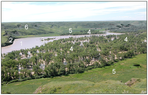 Figure 4. The flooded floodplain forest along the Oldman River in southwestern Alberta during a 10-year flood (QT10), 19 June 2014. Features include: (1) the river channel; (2) an eroding cut-bank along the outside of a meander; (3) a submerged meander lobe point bar with young cottonwood saplings from the prior flood of 2005; (4) flooded groves of narrowleaf and prairie cottonwoods and their hybrids; (5) exposed terraces above the floodplain that are used for livestock pasture (lower right) or cultivated crops (upper; not shown); and (6) the hillslopes that lack trees due to insufficient local precipitation. In wetter regions, terraces and hillslopes are wooded, generally by conifers in many Canadian ecoregions.