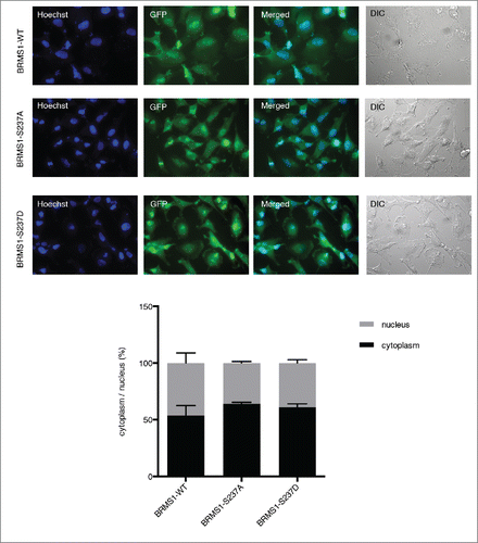 Figure 6. Phosphorylation of on serine 237 does not affect subcellular localization. Subcellular localization of GFP-tagged BRMS1-WT, BRMS1-S237A or BRMS1-S237D in BT-549 cells. Transfected cells were plated onto cover slips and nuclear staining (Hoechst) and GFP-BRMS1 localization were visualized using am Olympus BX-51 fluorescence microscope. Fluorescence intensities within the cytoplasm and nucleus were expressed as percentages of the total fluorescence in the cell. The total area of each cell was determined based on Differential Interference Contrast (DIC) images while nuclei area was based on the Hoechst stain. Cytoplasmic to nucleus ratios were calculated as previously described [32]. Error bars represent ±SEM of 3 independent experiments.