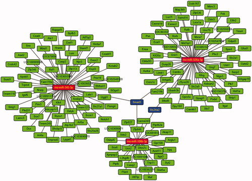 Figure 7. miRNA-mRNA network constructed from three differentially expressed miRNAs confirmed by qRT-PCR.