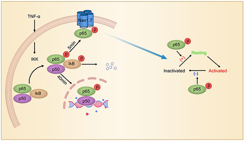 Figure 3 Non-transcriptional regulation of Nav1.7 by TNF-α/NF-ƘB signaling. NF-kB p50/p65/inhibitor of NF-kB (IkB) complex is located in the cytoplasm. On activation by TNF-α, both p65 and IkB are phosphorylated, and then p-IkB is degenerated after ubiquitination. p-p65 is translocated to membrane and increases the excitability of DRG neurons by interaction with Nav1.7 within 5 min, and then into the nucleus, where it regulates gene transcription. Adapted from iScience. Volume: 19. Xie MX, Zhang XL, Xu J, et al. Nuclear Factor-kappa B gates Nav1.7 channels in DRG neurons via protein-protein interaction. iScience.Page numbers: 623–633, Copyright (2019), with permission from Elsevier.Citation150