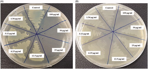Figure 10. MBC of biosynthesized AgNPs against E. coli (A) and S. aureus (B).
