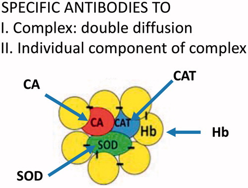 Figure 10. The excess hemoglobin in the poly-[Hb-CAT-SOD-CA] complex nanoencapsulate the more antigenic enzymes.