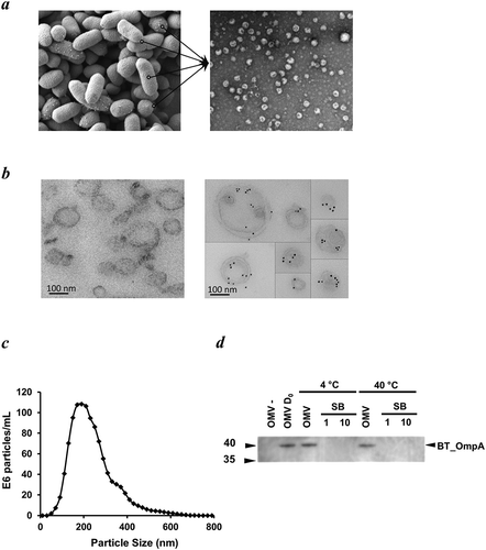 Figure 1. Appearance, size, structure and stability of Bt OMVs. (a) Electron microscopy (EM) of Bt cells showing vesicles budding from their surface before release into the milieu (lines in left panel), and EM image of OMVs extracted from cell culture supernatants (right panel). (b) Immunodetection of naïve Bt OMVs using colloidal gold anti-rabbit Ig to detect binding of rabbit anti-Bt OmpA antisera (right panel). Left panel shows absence of staining of OMVs produced by an OmpA deletion mutant of Bt. (c) Size distribution of OMVs produced by Bt determined by nanoparticle tracking analysis. (d) Thermostability of OMVs at day 0 (OMV D0) and after storage of OMV suspensions at 4°C or 40°C for 30 days as measured using immunoblotting to detect OmpA in extracts of naïve OMVs (OMV) or OMVs of ompA deletion mutants (OMV-), and of neat (1) or ten-times concentrated (10) OMV storage buffer (SB) (PBS was the storage buffer).