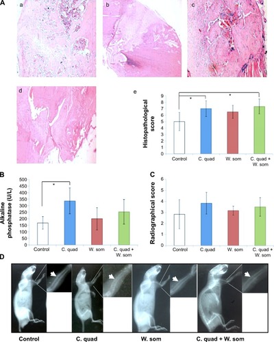 Figure 6 Representative histopathological images of bone tissue and ALP activity in rats that underwent osteotomy.