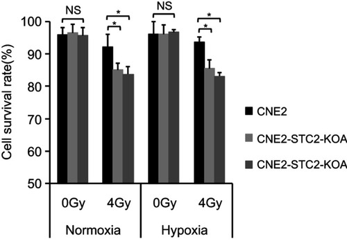 Figure 3 Loss of STC2 enhances radiation-triggered death of NPC cells.Notes: CNE-2, CNE2-STC2-KOA and CNE2-STC2-KOB cells were cultured under normoxic (21% O2) or hypoxic (1% O2) condition to reach 80% confluence and irradiated with 4 Gy X-radiation. Six hours later, cells were digested with 0.25% trypsin and cell survival was determined by Trypan blue staining. Living or dead cells were counted under a light microscope. Cell survival rates were calculated as: (Number of living cells/Total cell numbers)×100%. *P<0.05.Abbreviation: NS, not significant.