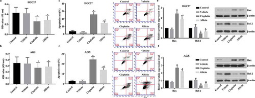 Figure 1. Detection results of cell viability and apoptosis in GC cells after allicin administration. 3 × 104/well GC cells were treated with allicin 10 µg/mL for 48 h or 10 µM cisplatin for 48 h. Cell viability was detected with BrdU and cell apoptosis was detected with flow cytometry. (a) Results of BrdU detection in HCG27 cell line. (b) Results of BrdU detection in AGS cell line. (c) Results of flow cytometry detection in HGC27 cell line. (d) Results of flow cytometry detection in AGS cell line. (e) Results of western blotting detection in HGC27 cell line. (f) Results of western blotting detection in AGS cell line. Control group, parental cells. Vehicle group, cells treated with DMSO. Cisplatin group, cells treated with 10 µg/mL cisplatin for 48 h. Allicin group, cells treated with 10 µg/mL allicin for 48 h. “*” represents statistically significant from Vehicle group, P < 0.05. “#” represents statistically significant from Cisplatin group, P < 0.05.