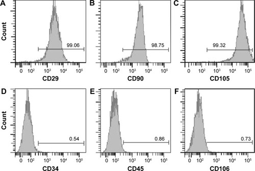 Figure 1 Cell surface antigens of rat ADSCs were analyzed with flow cytometry.
