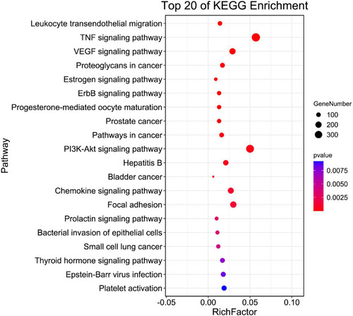 Figure 4 KEGG analysis for common targets of HLJDD and AS. The Y-axis represents significant KEGG pathways and the X-axis represents the ratio of enriched targets in a pathway to all common targets. The size of the nodes shows count of targets, and gradient of color represents the adjusted p value.
