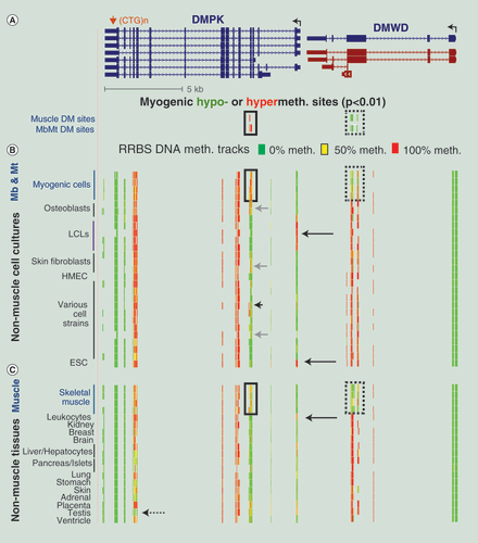 Figure 1.  Myogenic hypermethylated CpG sites in DMPK and hypomethylated sites in the adjacent DMWD by reduced representation bisulfite sequencing. (A) DMPK (seven RefSeq isoforms) and DMWD (one RefSeq isoform and four ENSEMBL transcripts) at chr19:46,272,548–46,296,787 (~24 kb) from the UCSC Genome Browser [Citation27]. All DNA coordinates are from the human reference genome hg19. Boxed red bars, significantly hypermethylated sites; green bars in a dotted box, significantly hypomethylated sites in the set of Mb and Mt (MbMt) versus 16 types of nonmuscle cell cultures or skeletal muscle versus 14 types of nonmuscle tissues as determined from analysis of RRBS datasets. (B) and (C) RRBS data tracks for cell cultures and tissues, respectively. The tracks use an 11-color, semi-continuous scale. Technical or biological duplicates were analyzed for all of the samples, and some of these are shown. Various cell strains refers to melanocytes, renal cortical epithelial cells, renal epithelial cells, astrocytes (short arrow), choroid plexus epithelial cells, iris pigment epithelial cells, retinal pigment epithelial cells, IMR90 fetal lung fibroblasts, esophageal epithelial cells, small airway epithelial cells and bronchial epithelial cells. Vertical arrowhead above the DMPK 3′UTR in (A) and subsequent figures, location of the DM1-associated CTG repeats in the 3′ UTR of DMPK. Other arrows are mentioned in the text. Note that at this resolution, clustered CpG sites cannot be resolved.DM: Differentially methylated; ESC: Embryonic stem cell; HMEC: Human mammary epithelial cell; LCL: Lymphoblastoid cell line; Mb: Myoblast; Mt: Myotube; RRBS: Reduced representation bisulfite sequencing.