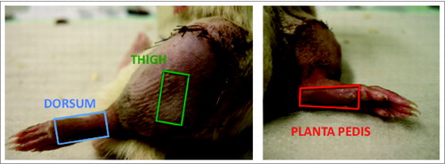 Figure 5. Areas of skin biopsy sampling at the 3 defined spots of a rat limb allograft. Three defined areas representing 2 skin types (hair bearing and hairless skin) were chosen to assess for skin rejection characteristics and severity in a rat vascularized composite allograft. Samples were taken from the lateral aspect of the thigh (green rectangle) with some distance to the coaptation site of the allograft and recipient skin, the dorsum excluding the toes (blue rectangle) and the planta pedis, again excluding the toes (red rectangle). The size of a skin sample was approximately 1.5 × 1.0 cm. The 3 different skin samples were collected from the same limb allograft on POD 5.