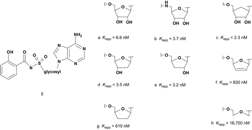 Scheme 4.  Bisubstrate analogs for salicyl-AMP.
