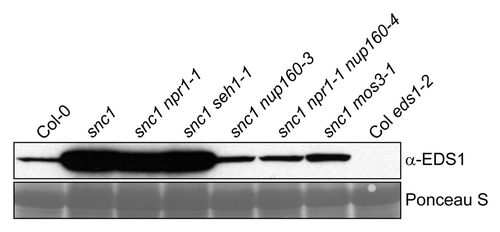 Figure 1. Mutations in Nup160 and MOS3/Nup96 affect EDS1 protein over-accumulation in the snc1 auto-immune mutant. Western blot showing EDS1 levels in total protein extracts of 4-week-old soil-grown plants of the indicated genotypes. Ponceau S staining of the membrane was used to monitor equal loading.