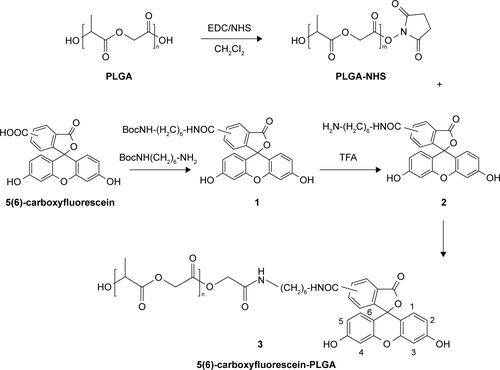 Figure S2 Synthetic schema of 5(6)-carboxyfluorescein-PLGA conjugate.Abbreviations: PLGA, poly(d,l-lactide-co-glycolide); EDC, 1-ethyl-3-(3-dimethylaminopropyl)carbodiimide; NHS, N-hydroxysuccinimide; TFA, trifluoroacetic acid.