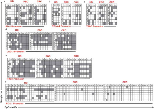 Figure 4. Analysis of CpG methylation status of ICs and PD-L1 in circulation of HD, PBC and CRC patients. Representative plots show the promoter CpG methylation status in PD-1 (a), CTLA-4 (b), TIM-3 (c), LAG-3 (d), TIGIT (e) and PD-L1 (f) in the circulation of 10 HD, 8 PBC and 12 CRC patients as analyzed by bisulfite sequencing of the gDNA. Methylation status of individual CpG motifs is shown by white (demethylation) or grey (methylation) colors.