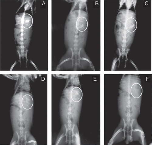 Figure 4.  In vivo radio imaging study in rabbits at an interval of 1 h (a), 2 h (b), 4 h (c), 5 h (d), 6 h (e), and 7 h (f).