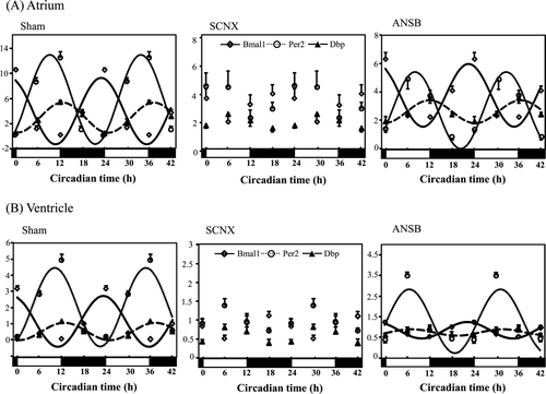 Figure 2. Influence of SCNX and ANSB on the mRNA level of clock genes in the mouse heart (for each group, n = 3-6). Clock gene expressions in the atrium (A) and ventricle (B). All data were normalized against GAPDH and double-plotted. The solid line or dotted line indicates circadian rhythm fitted by least-squares cosine-curve fitting. Open diamonds, Bmal1 expression; open circles and closed triangles, Per2; closed squares, Dbp. The open and closed bars under the x-axis represent the light and dark periods, respectively, in one day. The expression of all of the clock genes lost circadian rhythm in the SCNX group and was dampened significantly in the ANSB group. ANSB, autonomic nervous system block; SCNX, suprachiasmatic nucleus lesioned.