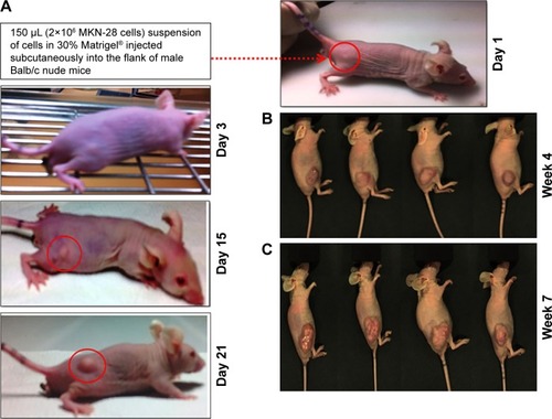 Figure 5 Development of gastric cancer xenografts in Balb/c nude mice.Notes: (A) Photographs showing the development and growth of tumor lumps followed by subcutaneous injection of MKN-28 cells. The red circled area indicates the point of tumor induction and further growth. Photographs showing mice with tumors on (B) week 4 (n=4) and (C) week 7. By this time, the mice became morbid due to tumor burden.