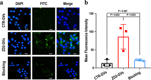 Figure 3 In vitro binding of ZD2-GVs to MB49 cells. (a) Representative fluorescent microscope images of MB49 cells incubated with FITC-labeled CTR-GVs, FITC-labeled ZD2-GVs and free ZD2 + FITC-labeled ZD2-GVs. Green stands for FITC-labeled GVs, and blue for cell nuclei stained with DAPI. Scale bar: 100 µm. (b) Quantification analysis of fluorescence intensities from (a). Data in (b) represent the mean ± SD from 3 independent experiments.