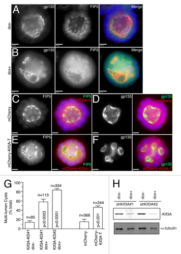 Figure 5. Kinesin-2 is required for apical lumen formation. (A–B) MDCK-shKif3A#1 cells were grown in 3D cultures for 5 d in the presence (B) or absence (A) of doxycycline. Cells were then fixed and stained with anti-gp135 and anti-FIP5 antibodies. Scale bars: 10 μm. (C–F) MDCK cells transiently transfected with either mCherry (C–D) or mCherry-Kif3A-T (E–F) were grown in 3D cultures for 5 d. Cells were then fixed and stained with anti-gp135 and anti-FIP5 antibodies. Scale bars: 10 μm. (G) Quantifications of the number of multi-luminal cysts in MDCK-shKif3A#1, MDCK-shKif3A#2, and MDCK cells transiently transfected with mCherry or mCherry-Kif3A-T. The data shown are means and standard deviations from three independent experiments. n is the total number of cysts counted. (H) MDCK-shKif3A#1 and MDCK-shKif3A#2 cells were grown in the presence or absence of doxycycline. Cells were then harvested and lysates were immunoblotted for the presence of Kif3A and α-tubulin.