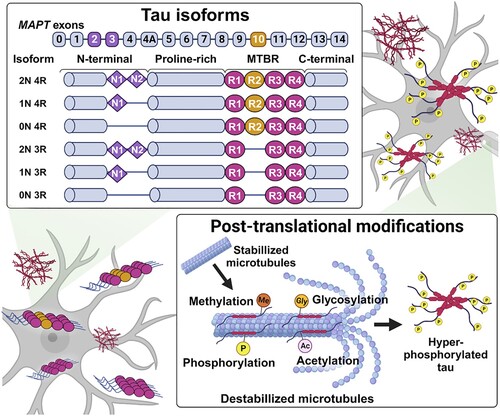 Figure 1. Tau aggregation-associated with diverse mechanisms. There are six tau isoforms, and unregulated 3R or 4R isoform promote the tau accumulation, which is grouped into the 3R or 4R tauopathies. Dysregulated post-translational modification of tau involving the phosphorylation, acetylation, glycosylation, and methylation, also caused the aggregation, especially hyperphosphorylation is known as typical tau pathology.