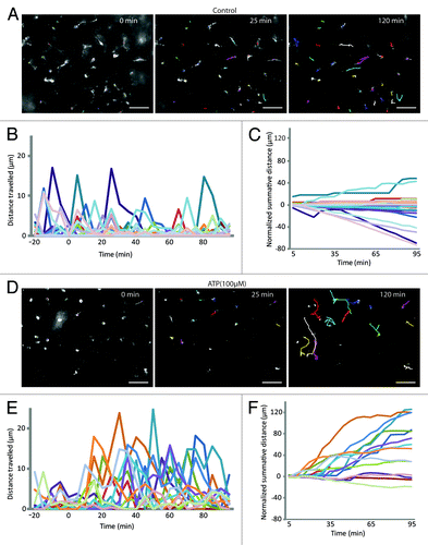 Figure 2. Extracellular ATP triggers chemokinesis of epiplexus cells. (A and D) Representation of the tracked paths superimposed on the original image under control conditions and in the presence of exogenous 100 µM ATP. Labels in the top right of the images represent the time relative to the start of the experiment (0 min). Note the 25 min was the end of the baseline and 120 min was the end of the experiment. Scale bar is 50 µm. Raw data showing the distance traveled by individual epiplexus cells in control (B) and in the presence of ATP (E). Each colored line represents an individual epiplexus cell. (B and E) Raw distance traveled during 5 min intervals; (C and F) normalized summative distance traveled.