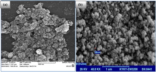 Figure 1. (a) FE-SEM of modified Fe3O4 NPs, and (b) SEM of classical Fe3O4 NPs.