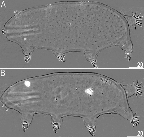 Figure 2. Habitus of Echiniscoides basalticus sp. nov. (PCM): A. holotypic female, B. allotypic male. List of abbreviations (identical for all figures): cA – cirrus A, ce – cirrus externus, cE – cirrus E, ci – cirrus internus, p1–4 – sense organs on legs I–IV, pc – primary clava, sc – secondary clava (cephalic papilla). Scale bars in μm.