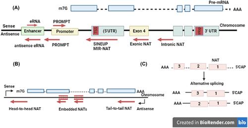 Figure 2. (a) enhancer RNAs, PROMPTs, intronic, exonic NATs and SINEUPs, NATs. (b) Embedded, tail-to-tail, and head-to-head NATs. (c) Some NATs undergo post-transcriptional modifications like 5′-capping and the addition of polyA tails, and they may also undergo alternative splicing. These modifications contribute to the diversity and regulation of NATs.