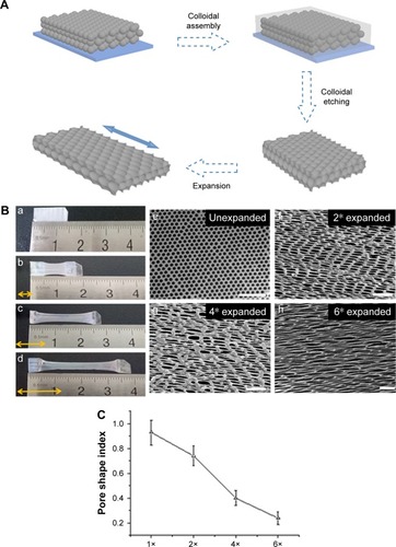 Figure 1 Characterization of inverse opal substrates.Notes: (A) Schematic diagram of the preparation of the expanded inverse opal substrate. (B) Photos and SEM images of SiO2, inverse opal scaffold expanded by 1–6 times (a–d) and the corresponding pattern on SEM (e–h). The double-sided arrows indicate the direction of expansion. Scale bars in SEM images are 2 µm. (C) PSI value calculation, where A is the area and P is the perimeter of the micropores. Usually, the PSI ranges from 1 (a perfect circle) to 0 (a straight line), which reveals the degree of elongation of a nanoscale pore.Abbreviations: SEM, scanning electron microscopy; PSI, pore shape index.