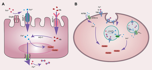 Figure 2 (A) Mechanism of iron absorption in intestinal mucosa. (B) Mechanism of cellular iron uptake.
