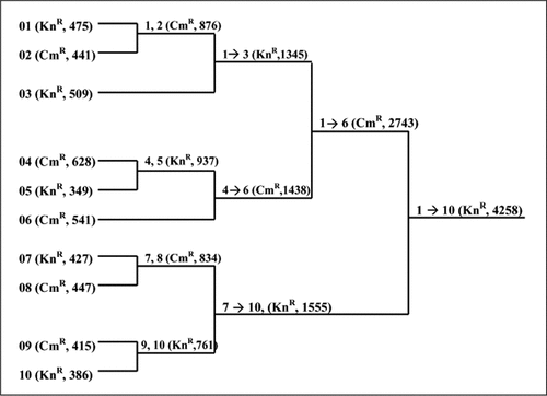 Figure 2.  Dendrogram of a plan for a ten fragment, four-cycle recursive LBS synthesis of a 4.3-kb polyketide synthase module gene. In parentheses are shown the unique resistance marker used for selection and the insert size for each LBS cycle. LBS, ligation by selection.