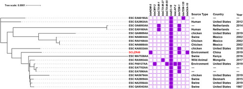Figure 2 A phylogenetic analysis of the core genomes of E. coli SCLZR49 identified in this study and 18 additional ST1771 isolates retrieved from EnteroBase. SCLZR49 is indicated in red. The presence or absence of antibiotic resistance genes is indicated by filled or empty squares, respectively. The tree scale indicates substitutions per site.