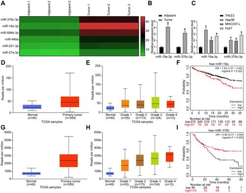 Figure 1 miR-19a-3p and miR-376c-3p are highly expressed in HCC tissues and cells. (A) Microarray-based analysis of differentially expressed miRNAs between HCC tissues and adjacent normal tissues. (B) miR-19a-3p and miR-376c-3p expression in 21 cases of HCC tissues and adjacent normal tissues tested by RT-qPCR. (C) miR-19a-3p and miR-376c-3p expression in human normal liver cell line THLE3 and HCC cell lines (Hep3B, MHCC-97L, Huh7) determined by RT-qPCR. (D) detection of miR-19a-3p expression in the TCGA database. (E) detection of miR-19a-3p expression at different stages of HCC. (F) analysis of the prognosis of patients with differential expression of miR-19a-3p. (G) detection of miR-376c-3p expression in the TCGA database. (H) detection of miR-376c-3p expression at different stages of HCC. (I) analysis of the prognosis of patients with differential expression of miR-376c-3p. The measurement data were depicted as mean ± standard deviation. The data between two groups were compared by unpaired t-test or and the data among multiple groups were compared by two-way ANOVA. The experiment was repeated three times. *p < 0.05 vs adjacent normal tissues or THLE3 cells.