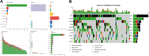 Figure 3 (A) Landscape of genetic and expression variation of related genes in PT-DLBCL. (B) The mutation frequency and classification of related genes in PT-DLBCL.