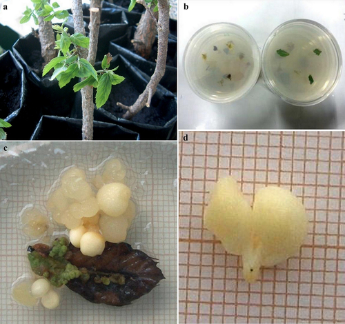 Figure 1. Primary somatic embryogenesis induction and plant material for secondary somatic embryogenesis. (a) Epicormic shoots sprouted in fragments of branches from elite cork oak tree, bearing expanding leaves. Scale bar: 20 mm; (b) Expanding leaves put into cultivation; (c) Induction of somatic embryogenesis in an expanding leaf collected from an epicormic shoot; (d) Matured somatic embryos.