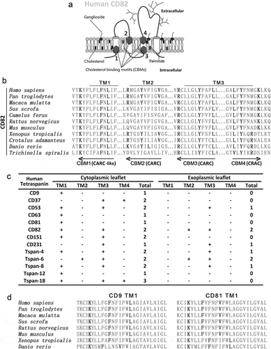 Figure 1. Cholesterol-binding motifs in tetraspanins. (a) Schematic representation of cholesterol-binding motifs (CBMs) in human CD82. (b) Sequence alignment of the transmembrane segments of CD82 from different species to identify CRAC, CARC and CARC-like motifs. (c) Summary of CRAC, CRAC-like,CARC and CARC-like motifs in human tetraspanins that have been frequently studied experimentally. Locations of the motifs, relative to outer and inner leaflets, are presented. (d) Sequence alignment of CARC-like motifs in CD9 and CD81.