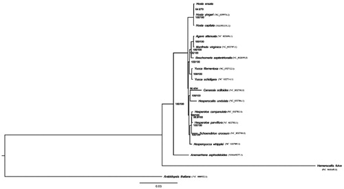 Figure 1. The phylogenetic tree was constructed using chloroplast genome sequences of 17 species within the Asparagaceae family and Arabidopsis thaliana as an outgroup based on the maximum-likelihood analysis using 500 bootstrap replicates. Chloroplast genome sequences used for this tree are Anemarrhena asphodeloides, NC_032698.1; Anemarrhena asphodeloides, MH669277.1; Arabidopsis thaliana, NC_000932.1; Beschorneria septentrionalis, NC_032699.1; Camassia scilloides, NC_032700.1; Hemerocallis fulva, NC_041649.1; Hesperaloe parviflora, NC_032703.1; Hesperaloe campanulata, NC_032702.1; Hesperocallis undulata, NC_032704.1; Hesperoyucca whipplei, NC_032705.1; Hosta capitata, MH581151.1; Hosta yingeri, NC_039976.1; Hemerocallis fulva, NC_041649.1; Manfreda virginica, NC_032707.1; Schoenolirion croceum, NC_032710.1, Yucca filamentosa, NC_032712.1; Yucca schidigera, NC_032714.1.