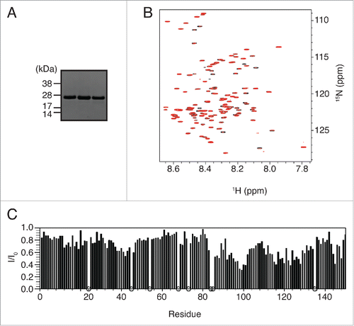 Figure 4. Interaction of BECN1(1–150)[4CS]Y and the BECN1(BARA/ECD) domain. (A) Coomassie-stained SDS-PAGE gel showing peak fractions following gel-filtration chromatography of BECN1(BARA/ECD) domain demonstrating it is very pure. (B) Superimposed 1H-15N HSQC spectra of BECN1(1–150)[4CS]Y in the absence (black) and presence of BECN1(BARA/ECD) (red). Molar ratio of BECN1(1–150)[4CS]Y:BECN1(BARA/ECD) domain is 1:1. The reference spectrum (black) was acquired by mixing the BECN1(1–150)[4CS]Y with the equivalent volume of the buffer solution used for preparation of the BARA/ECD domain. (C) Ratio of peak intensities of BECN1(1–150)[4CS]Y in the presence of BECN1(BARA/ECD) to those in its absence plotted against the sequence of BECN1(1–150)[4CS]Y.