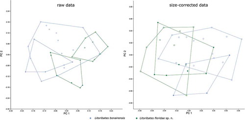 Figure 11. Scatter plots of PCA of L. bonairensis from Bonaire and L. floridae sp. nov. from Florida. Open symbols refer to females; filled symbols refer to male specimens. For better display of sexual dimorphism, each gender is given in a separate hull.